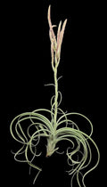 Tillandsia Pink Lemonade