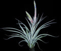 Tillandsia Bartolo