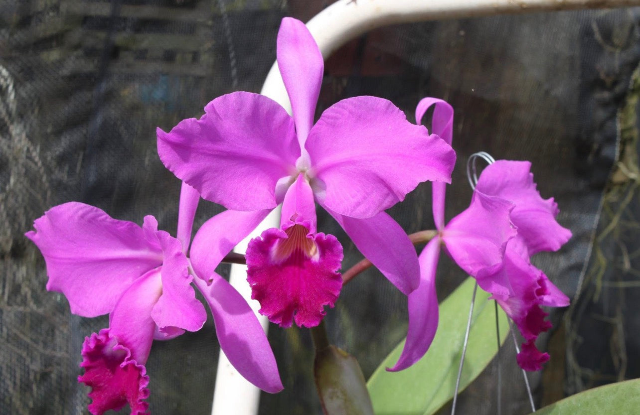Cattleya Warneri Rubra