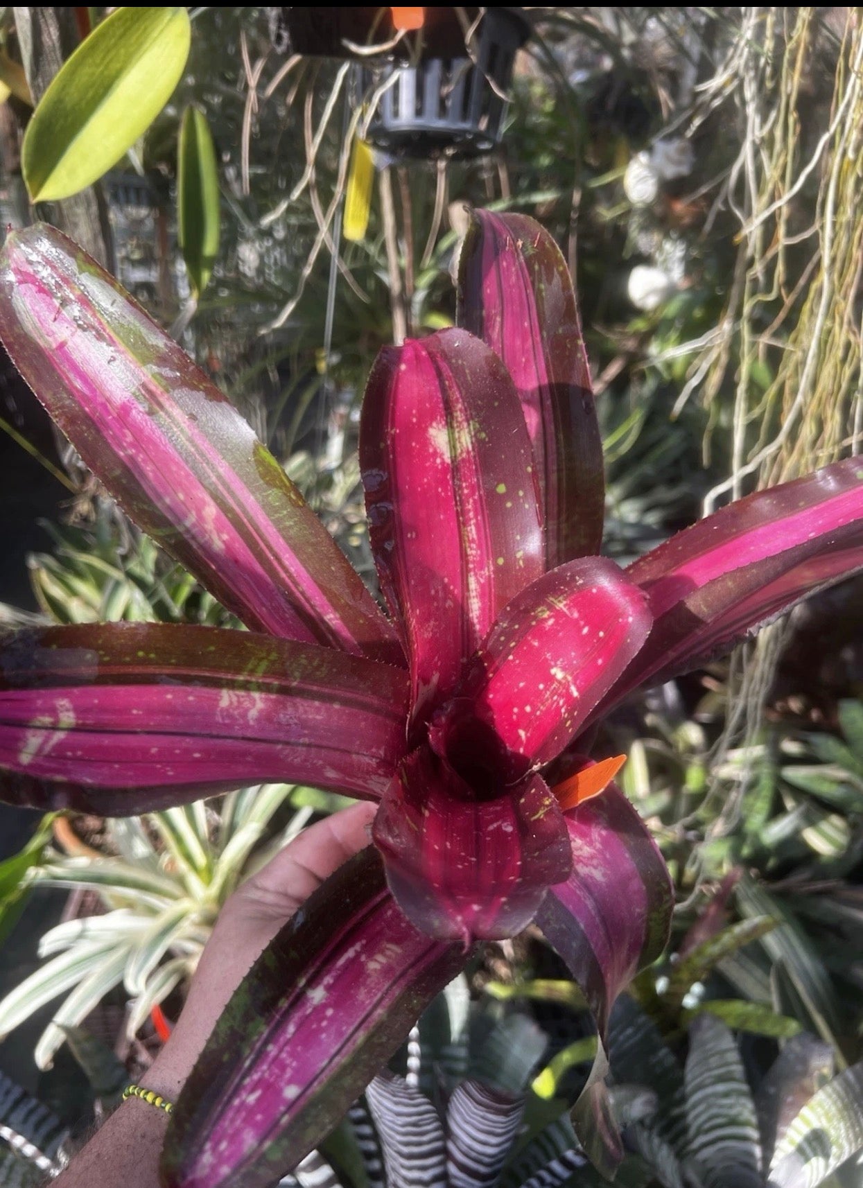 Neoregelia Streaker “Skotak”