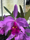 Cattleya Warszewiczii ‘Michael’ AM/AOS