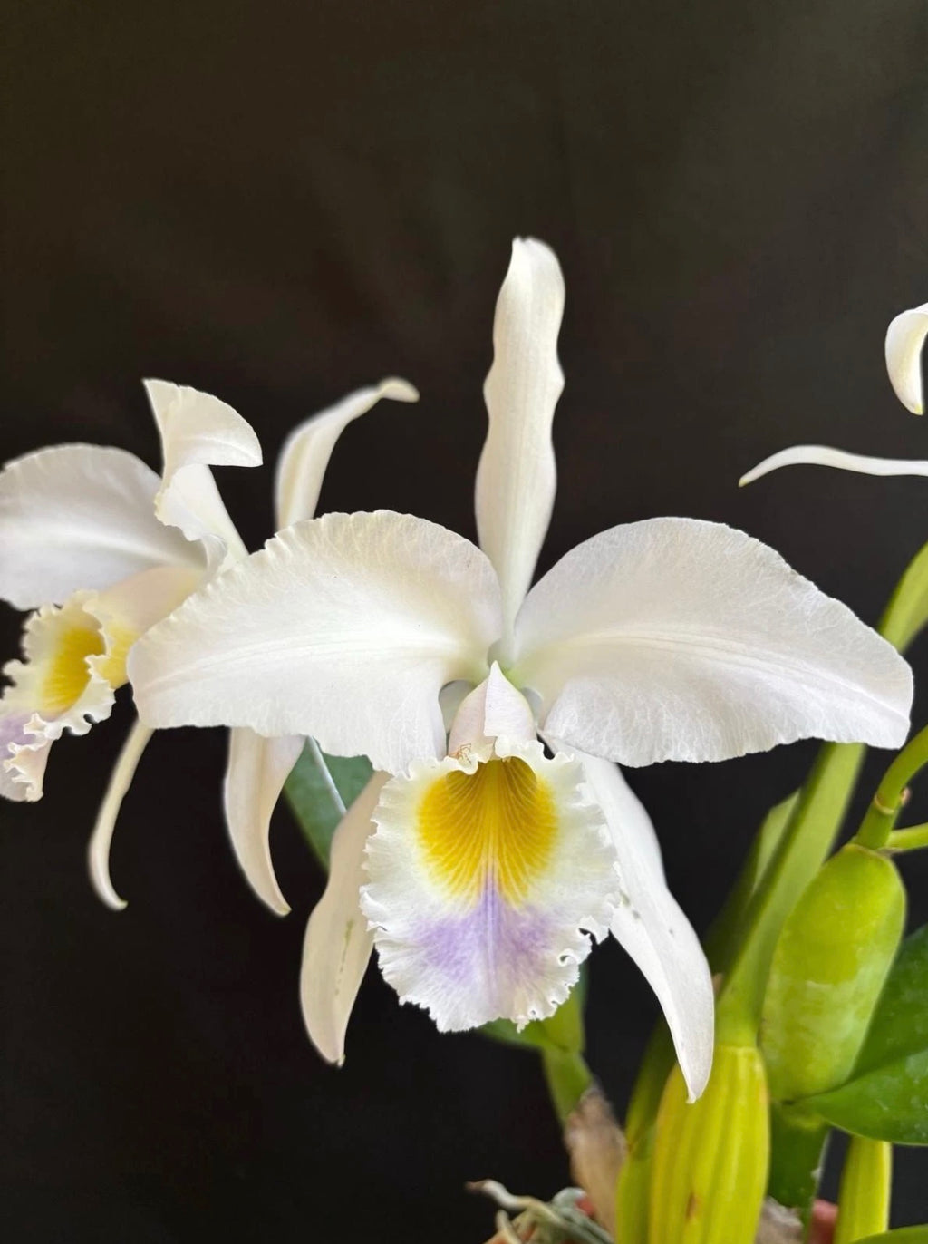Cattleya Gaskelliana Frma Coerulensis