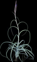 Tillandsia Fantasy