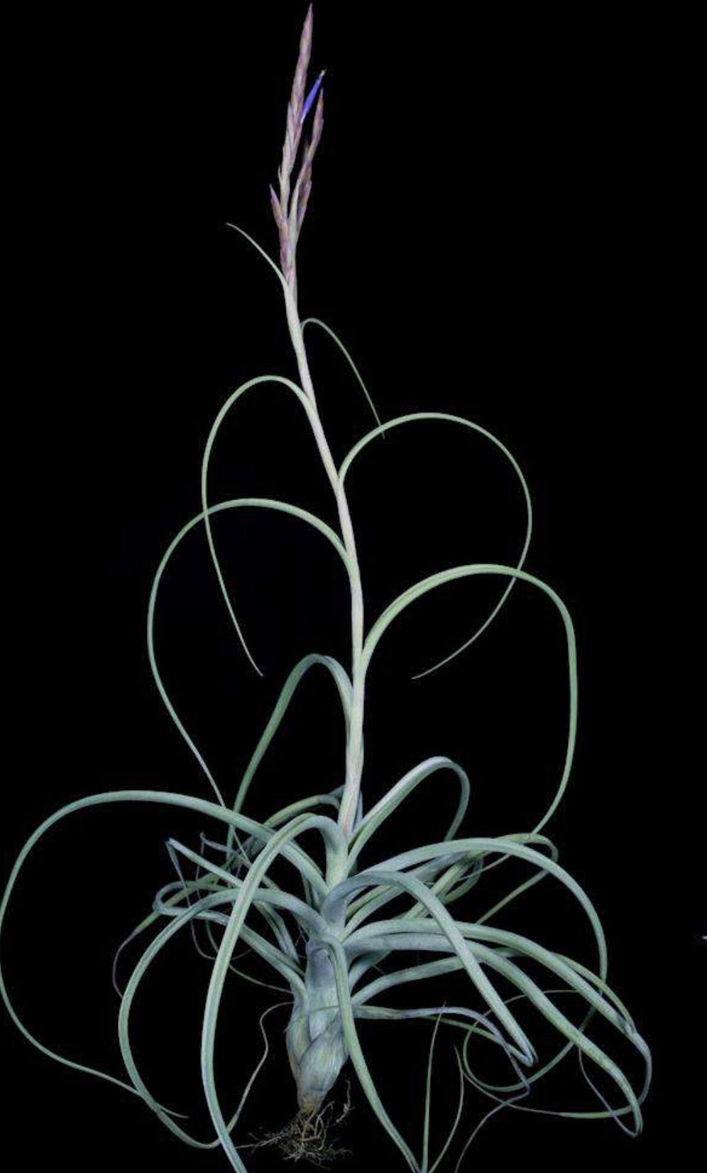 Tillandsia Fantasy