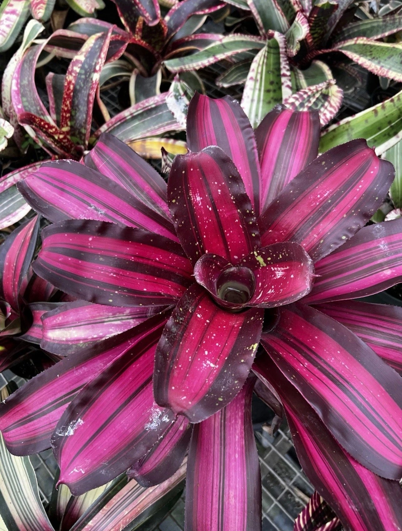 Neoregelia Streaker “Skotak”