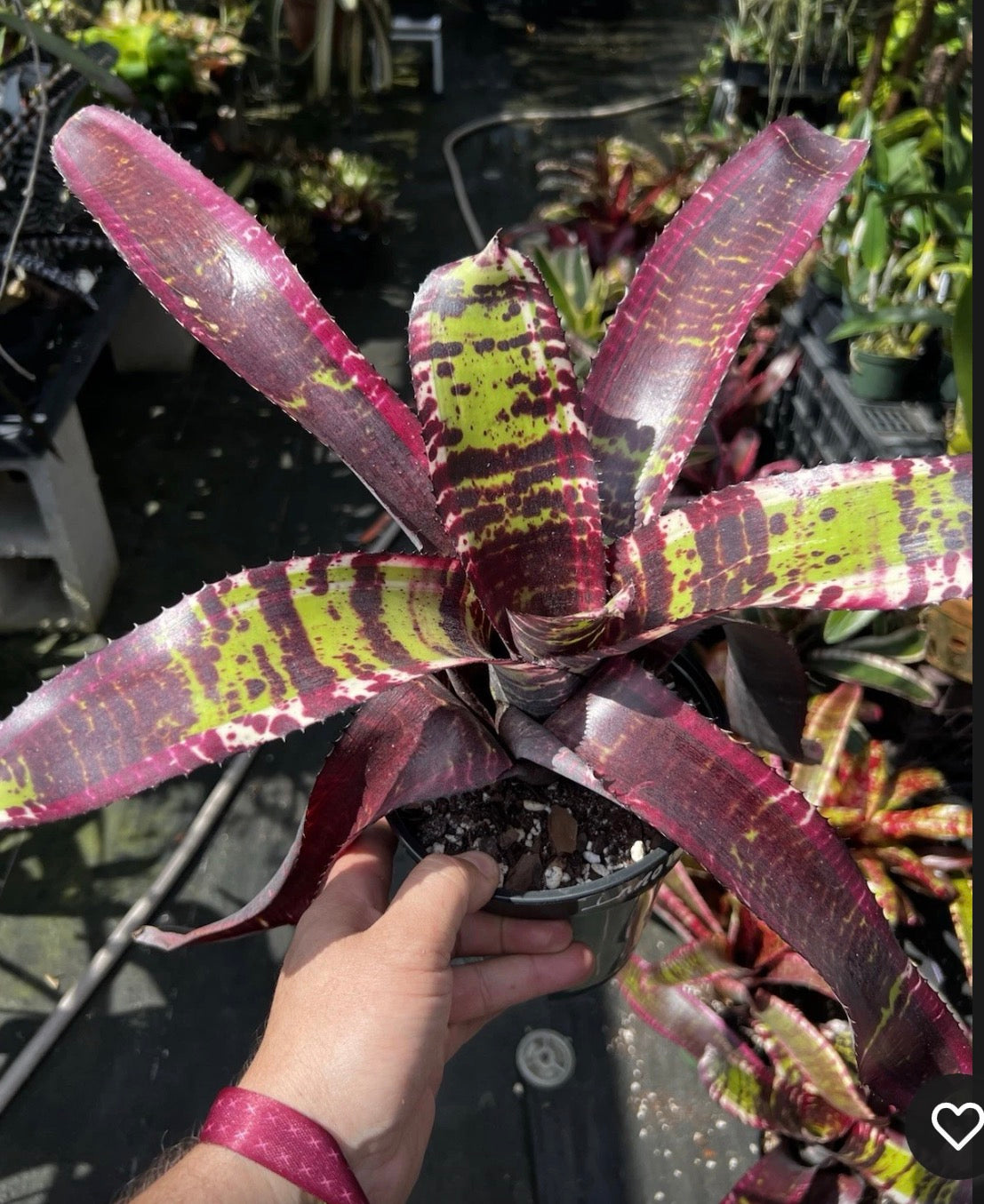 Neoregelia Innovator