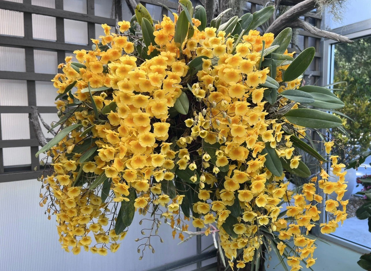 Dendrobium Aggregatum