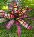 Neoregelia Red Rum "Skotak" NEW 2026 First Release"