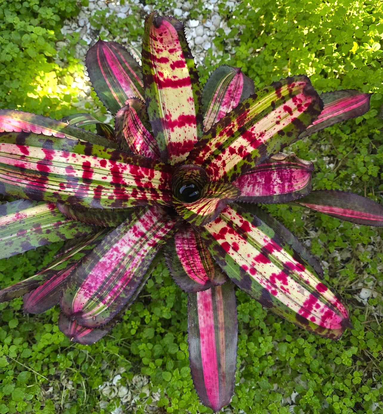Neoregelia Red Rum "Skotak" NEW 2026 First Release"