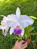 Cattleya Lueddemanniana Coerulea “Canaimas Tropical”