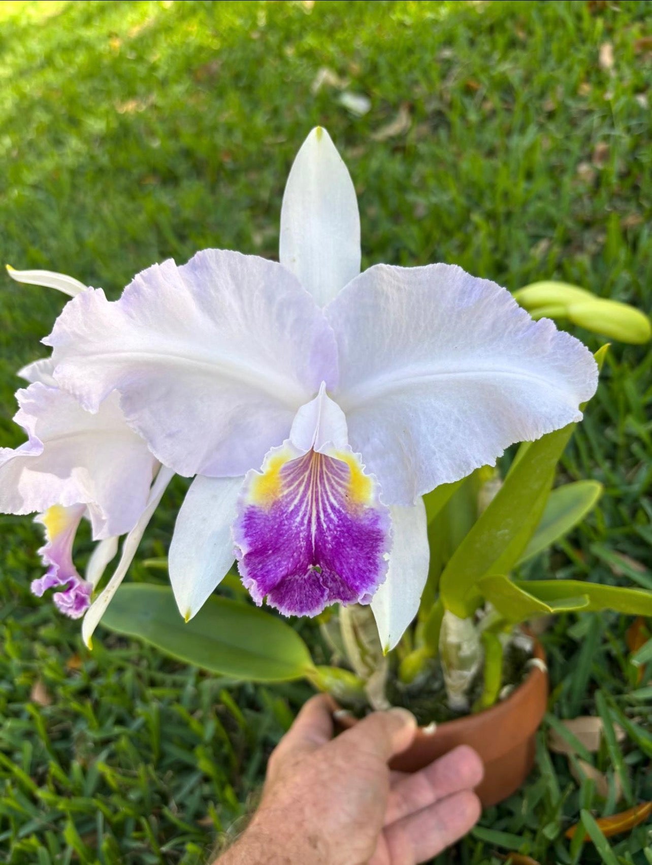 Cattleya Lueddemanniana Coerulea “Canaimas Tropical”