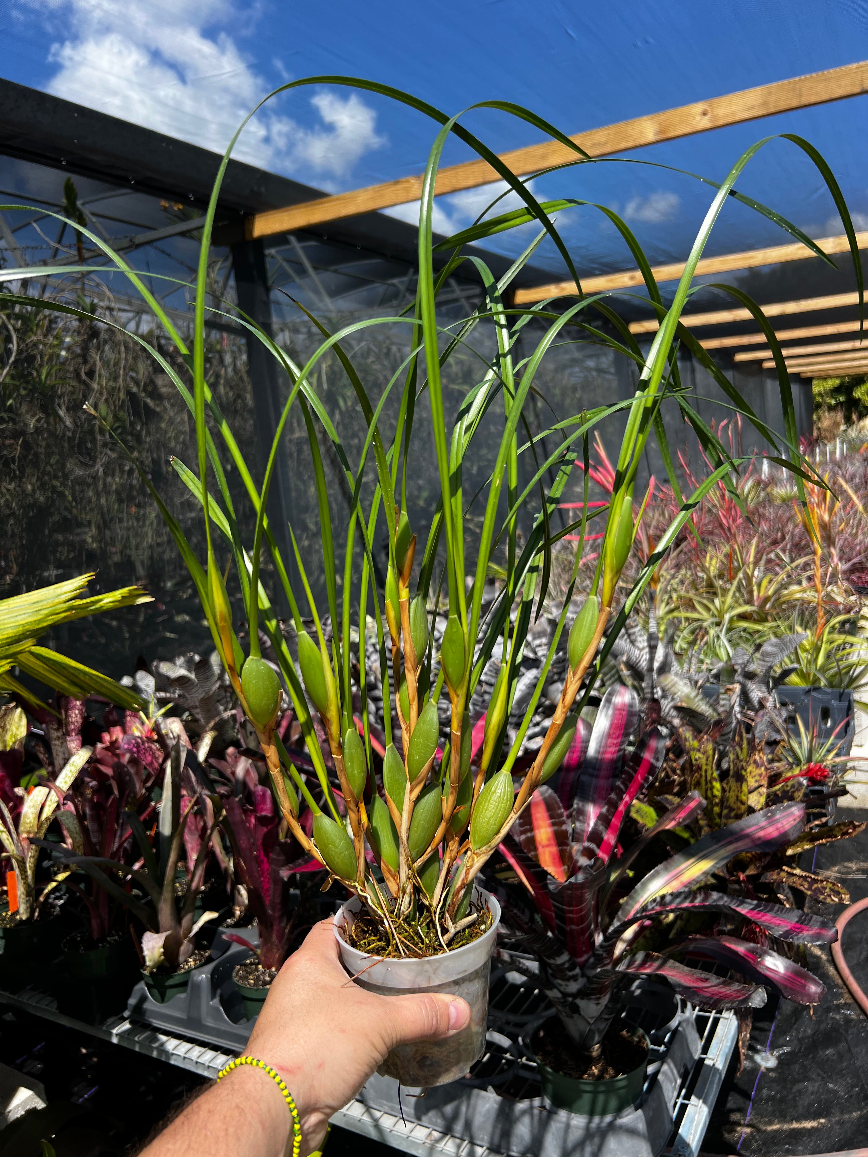 Maximalaria Tunifolia
