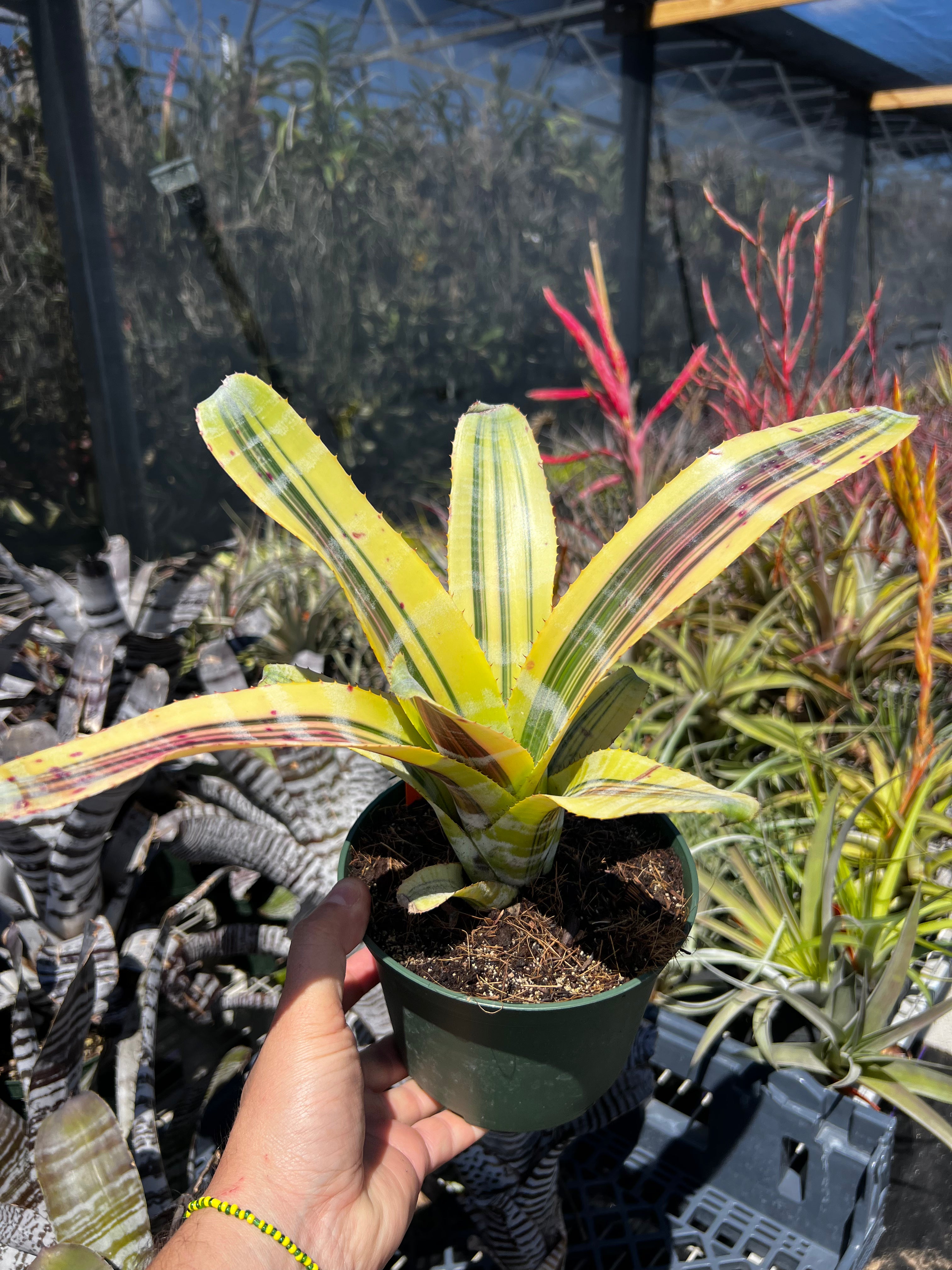 Aechmea Miami Heat