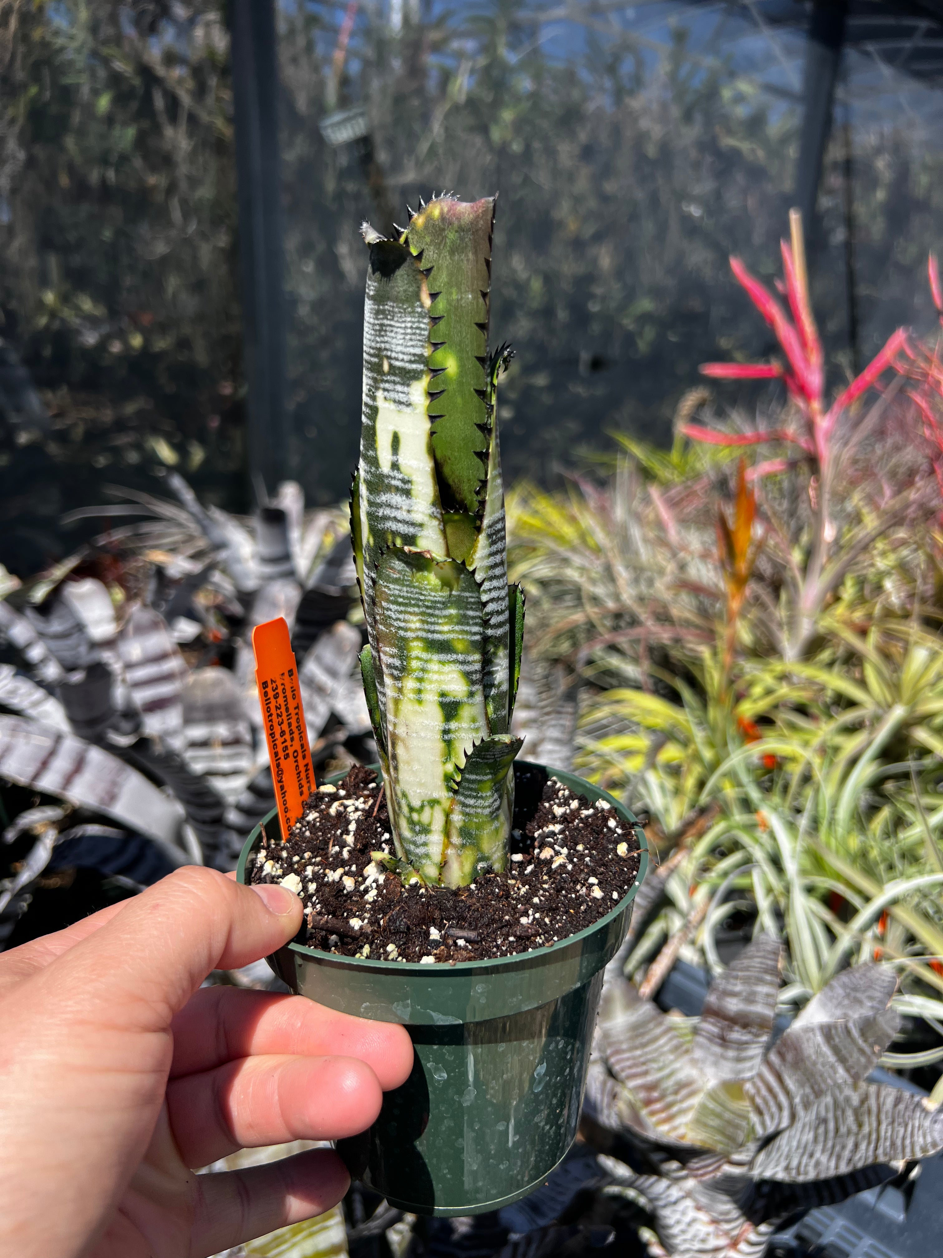 Billbergia Domingos Martin