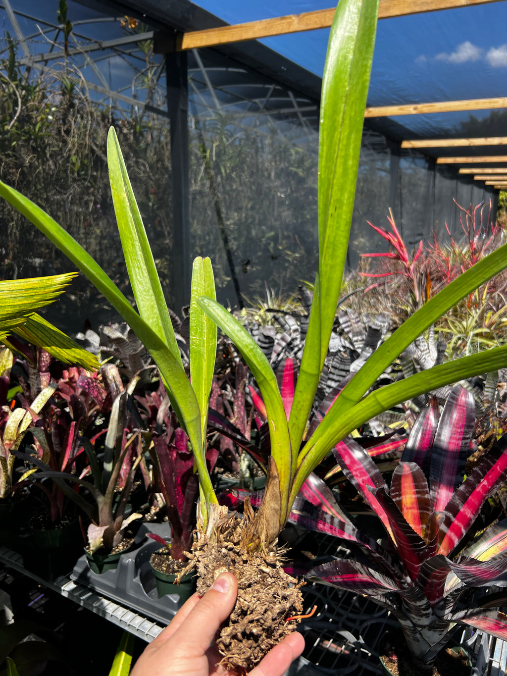 Cymbidium Finlaysonianum