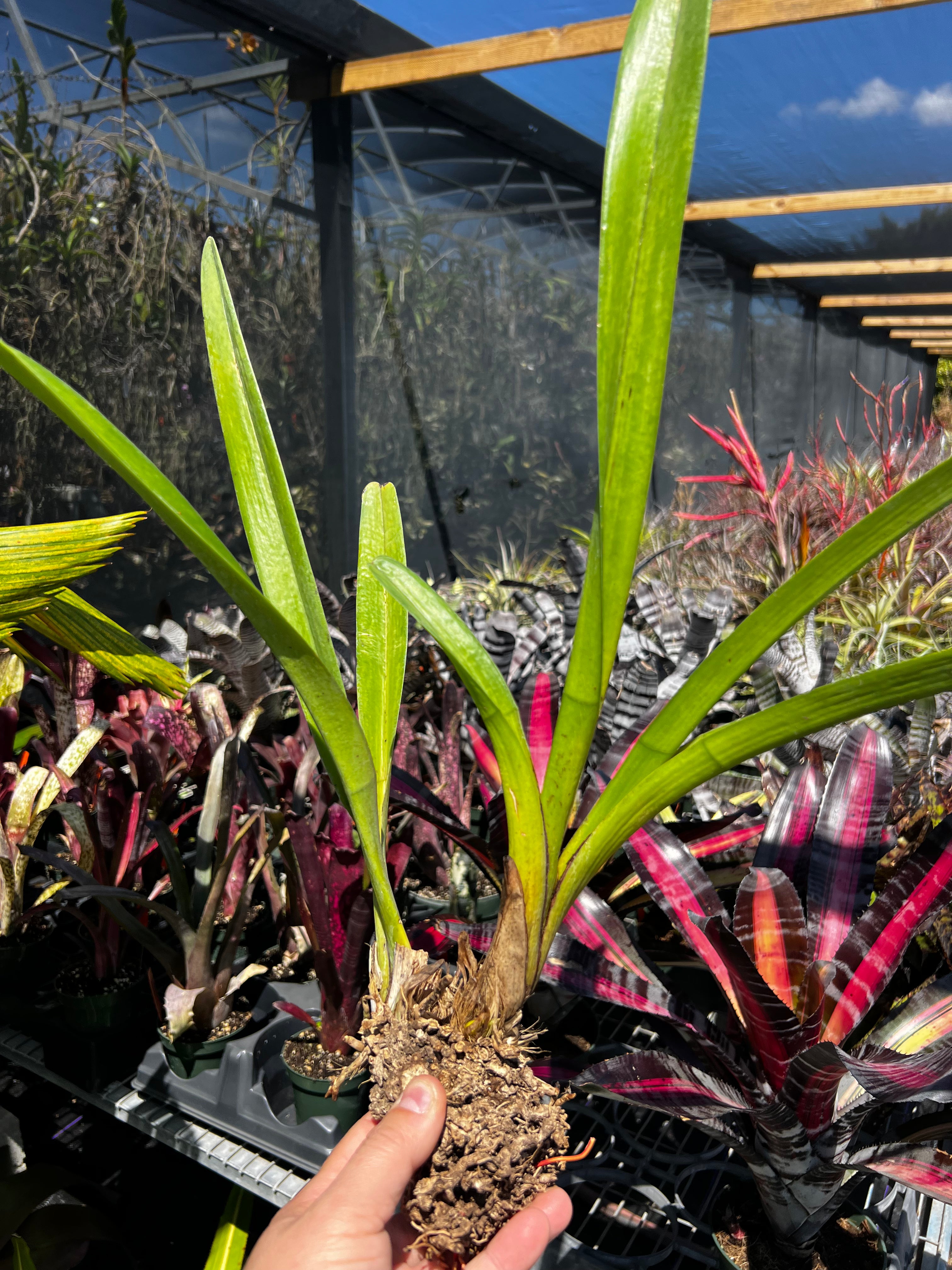 Cymbidium Finlaysonianum