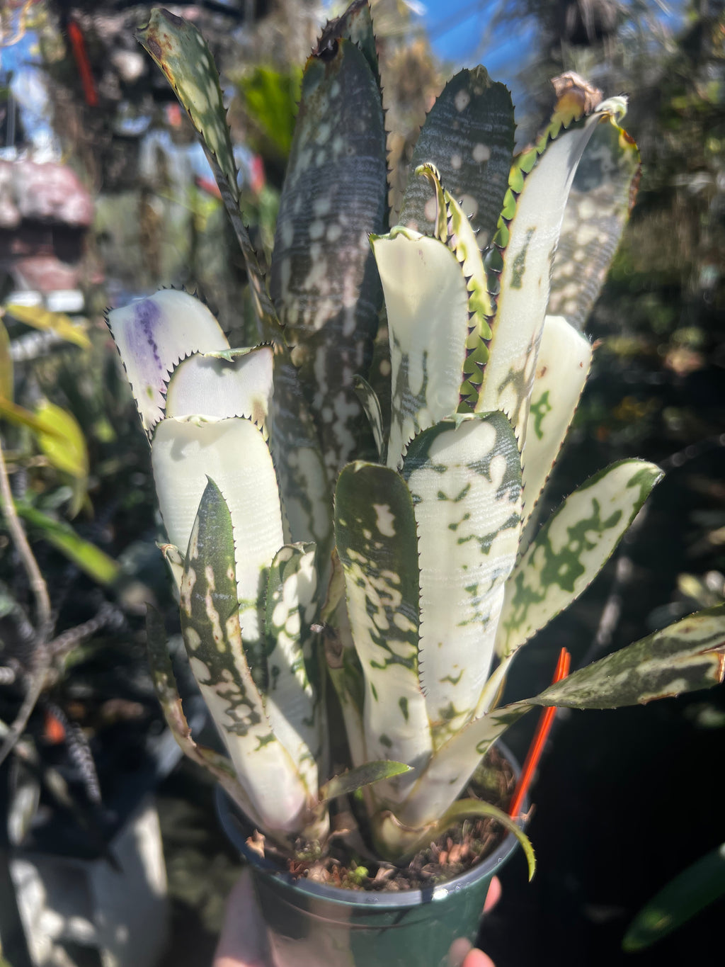 Billbergia GreenPeace