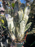 Billbergia GreenPeace
