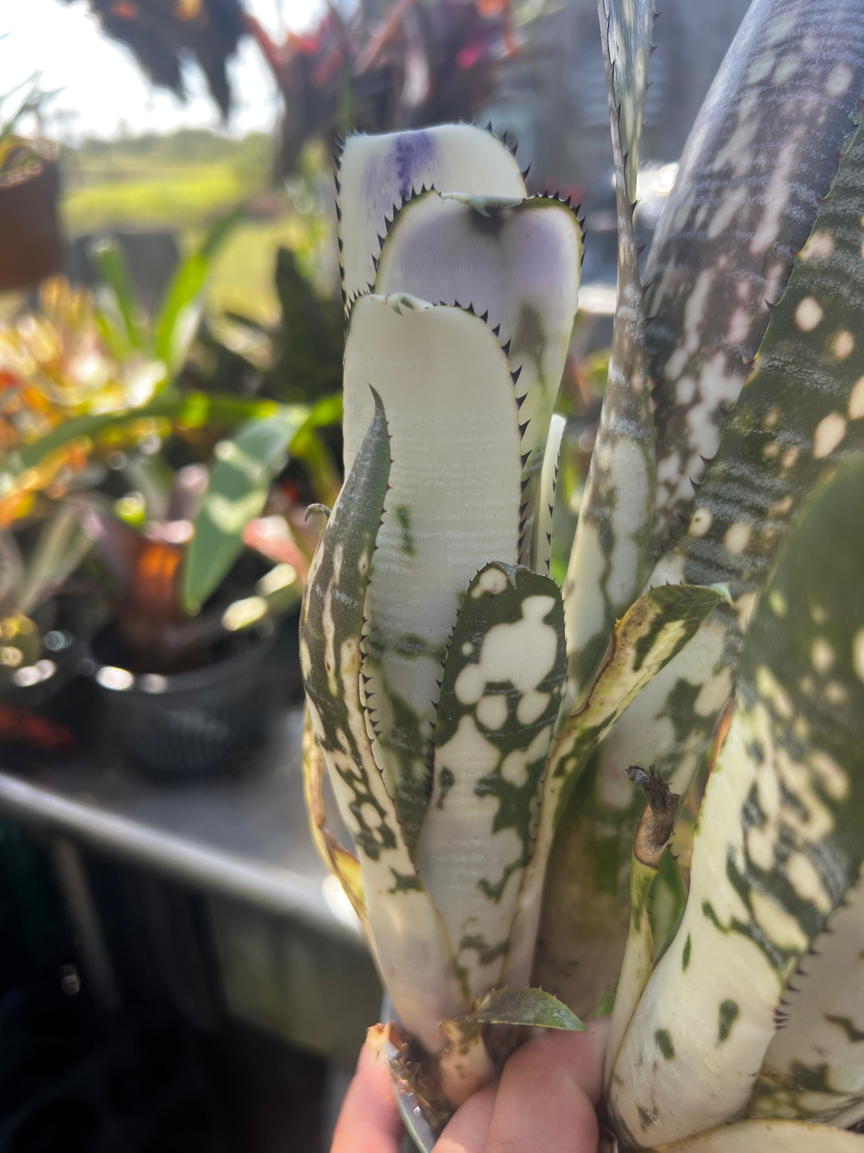 Billbergia GreenPeace