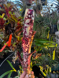 Billbergia Domingos Martin “Pink”