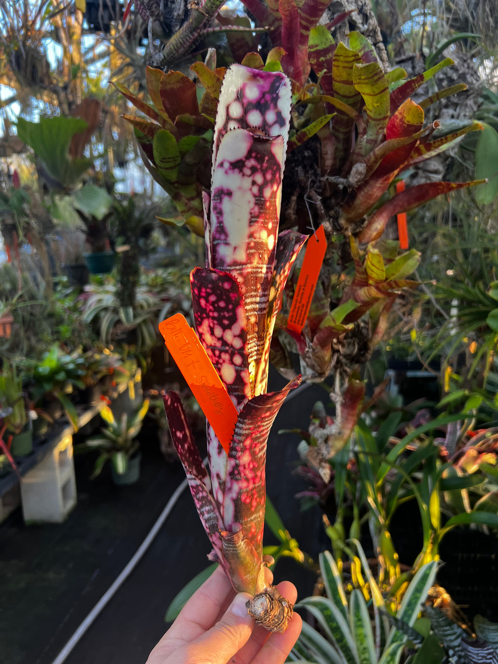 Billbergia Domingos Martin “Pink”