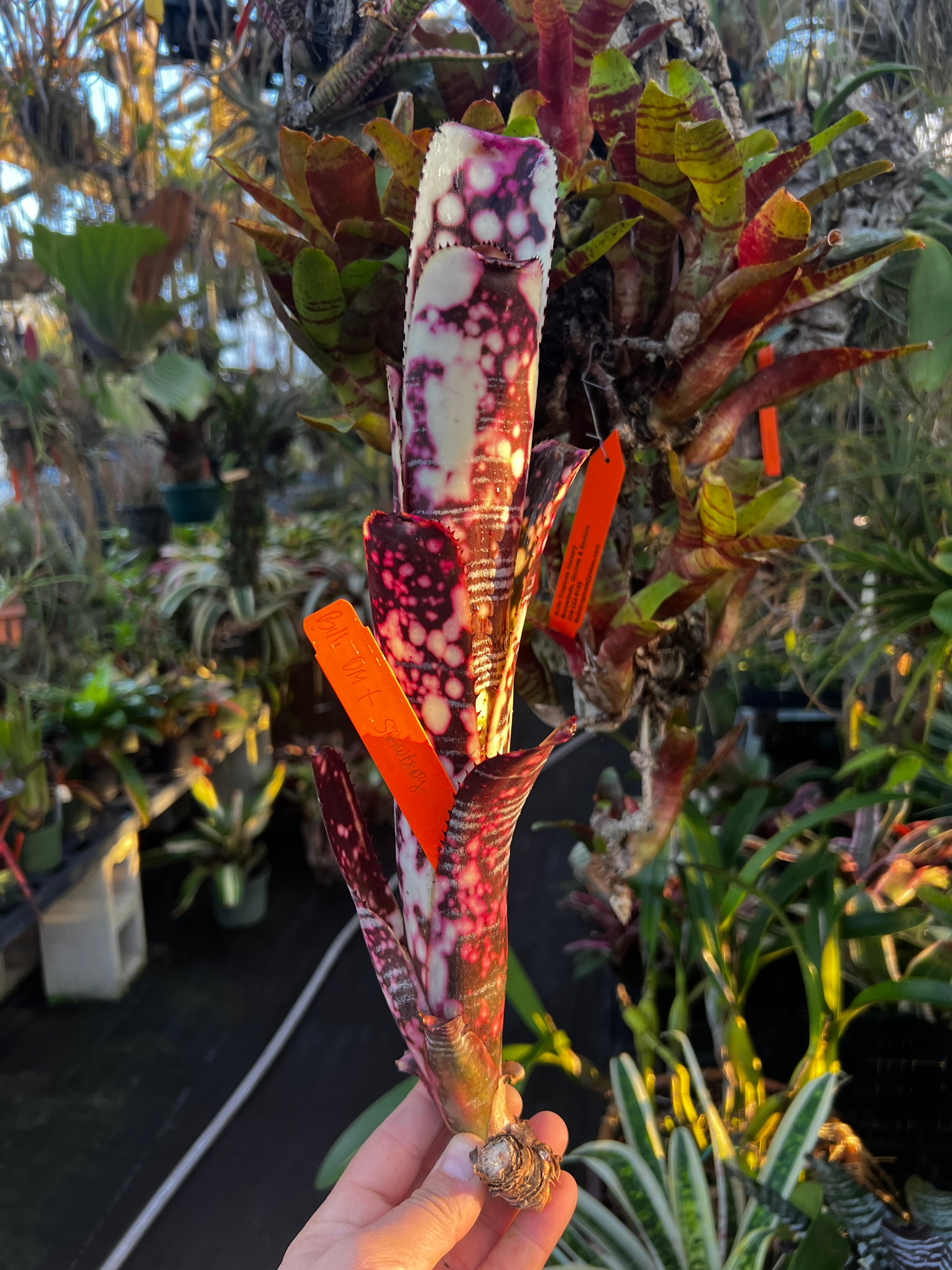 Billbergia Domingos Martin “Pink”