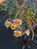 Dendrobium Primulinum