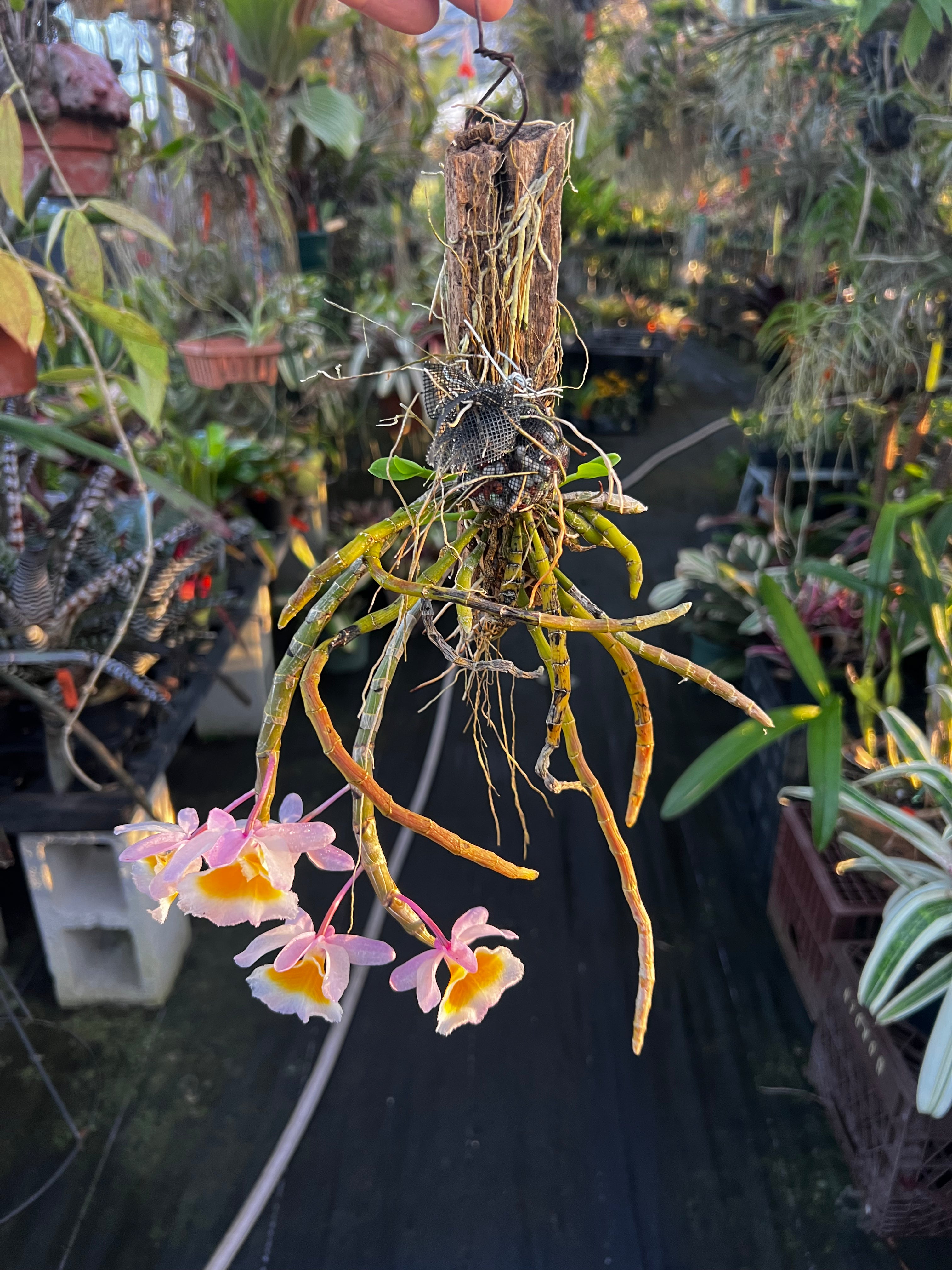Dendrobium Primulinum