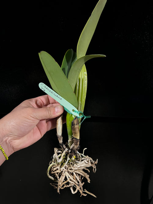Cattleya Gaskelliana Semi Alba