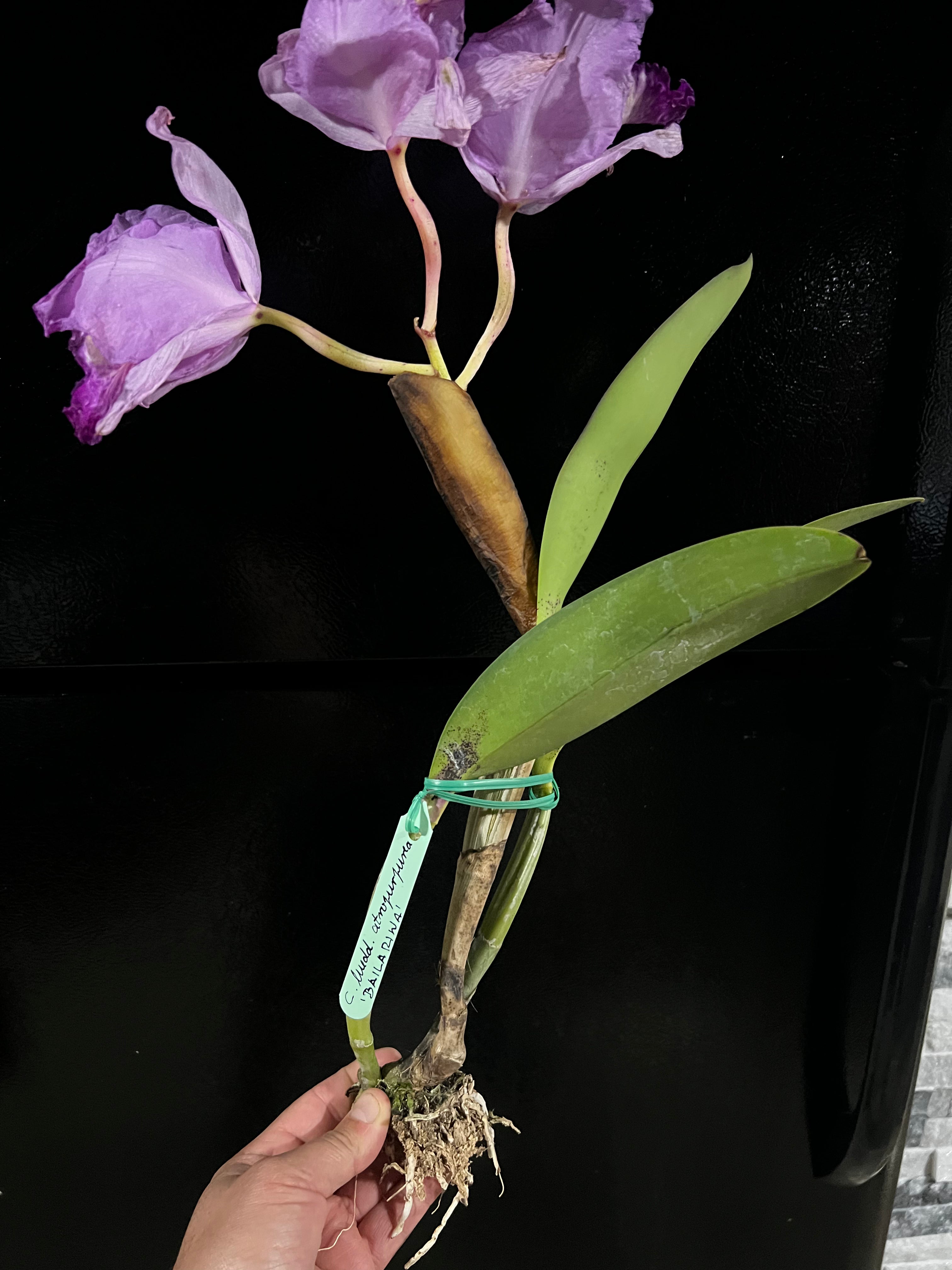 Cattleya Lueddemanniana Altropupurata “Bailarina”