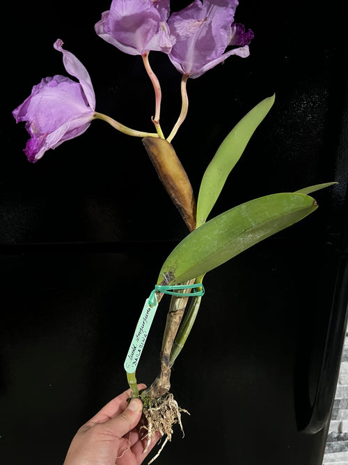 Cattleya Lueddemanniana Altropupurata “Bailarina”