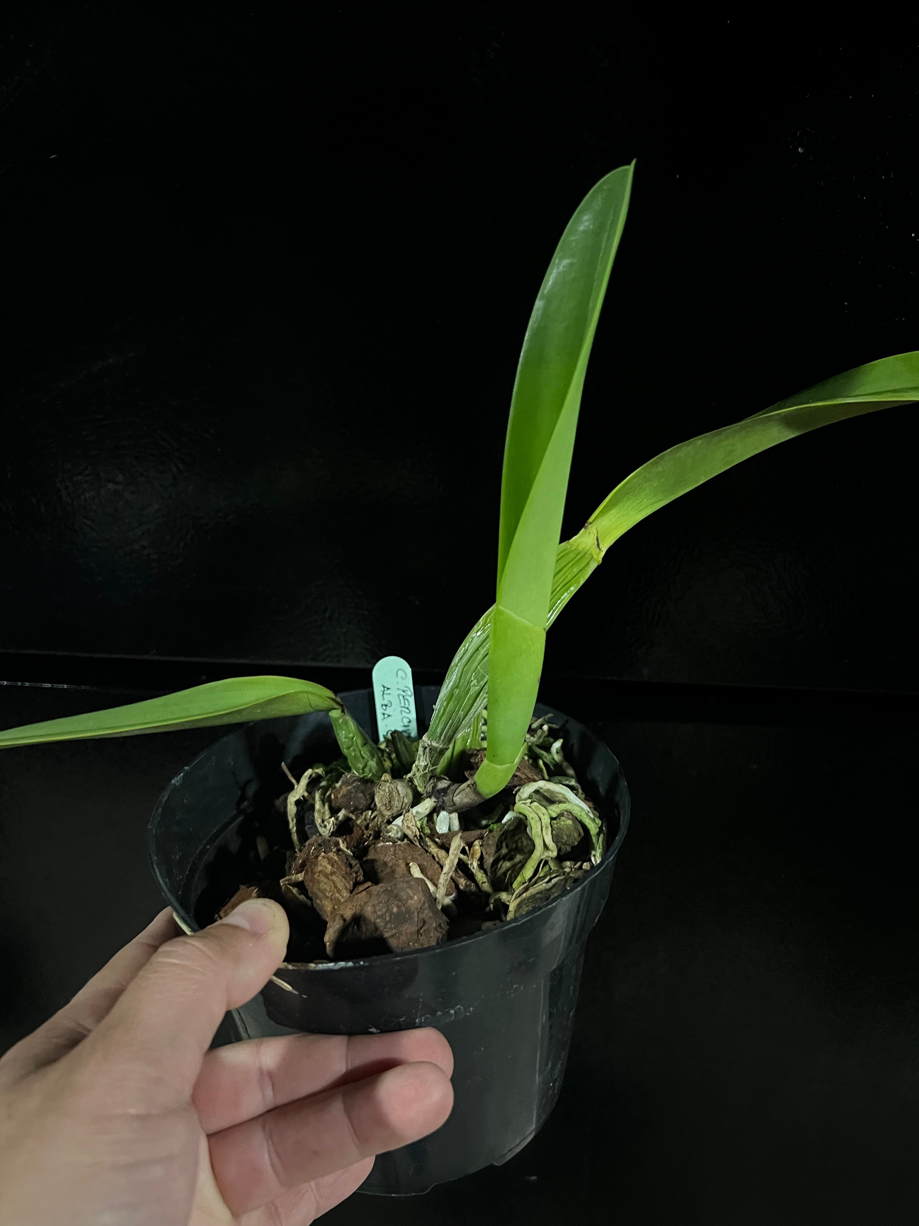Cattleya Percivaliana Alba “Christmas Cheer”
