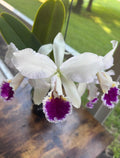 Cattleya Gaskelliana Semi Alba