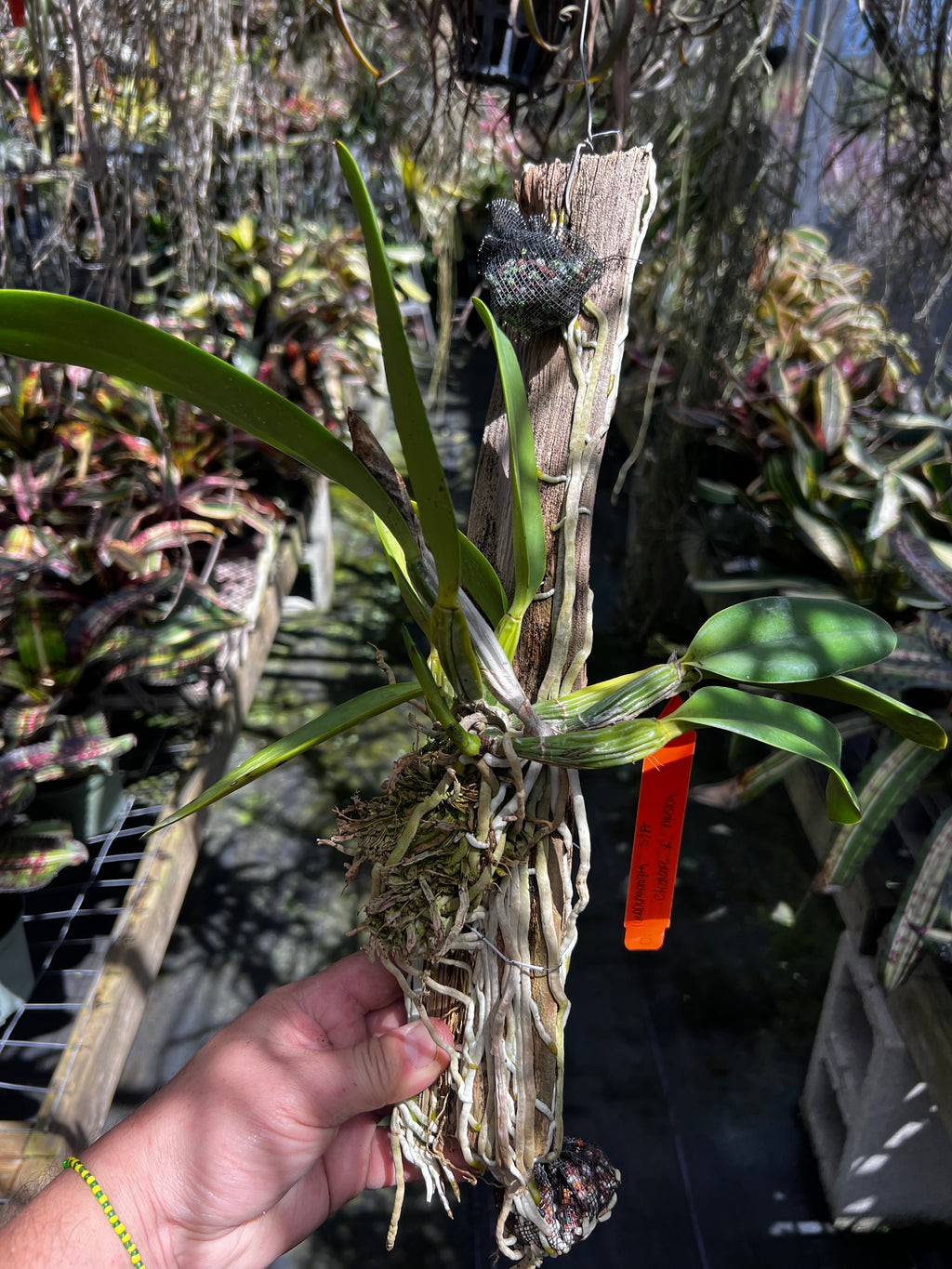 Cattleya Lueddemanniana Semi Alba  Excellente X Musica