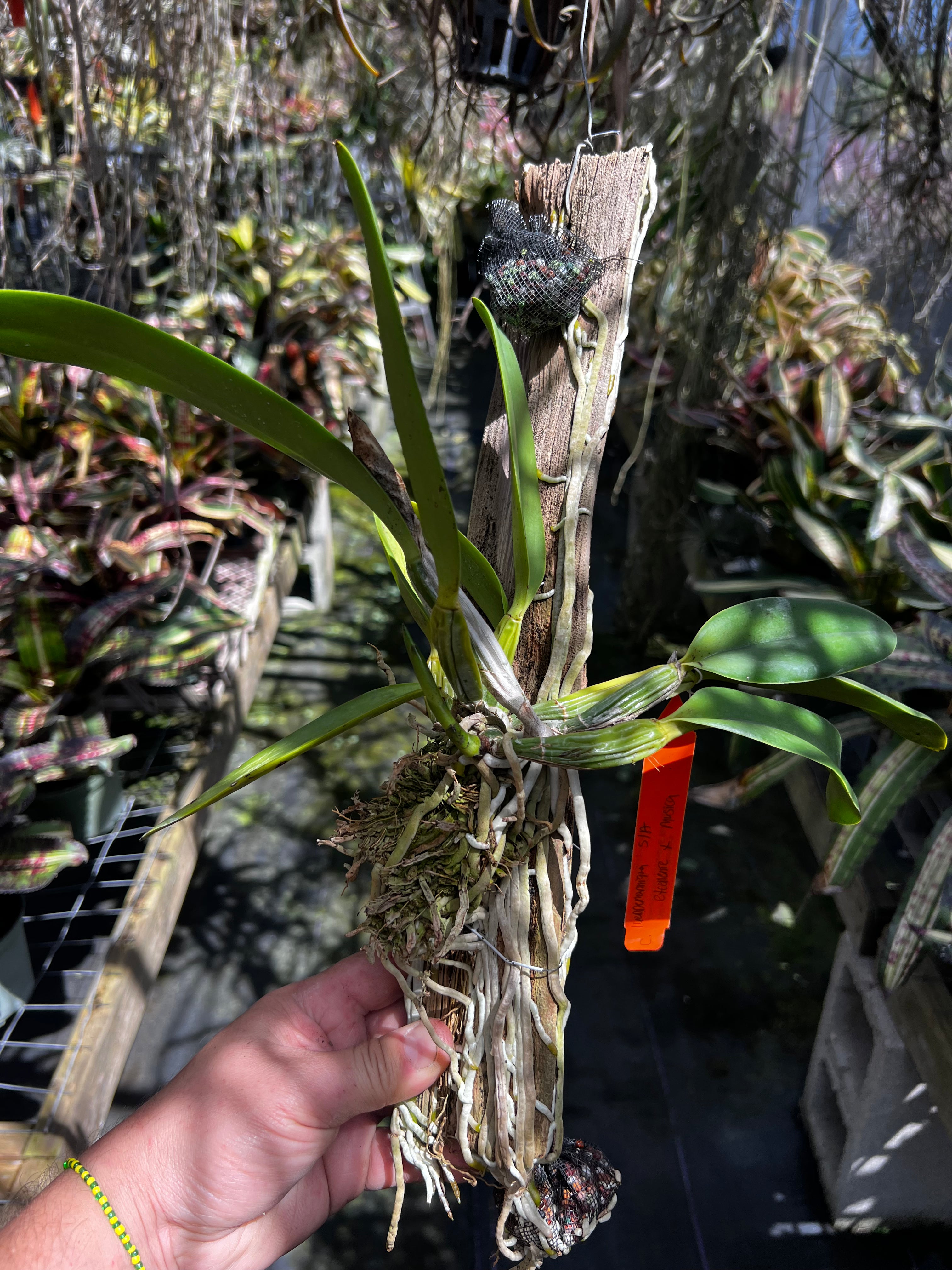 Cattleya Lueddemanniana Semi Alba  Excellente X Musica