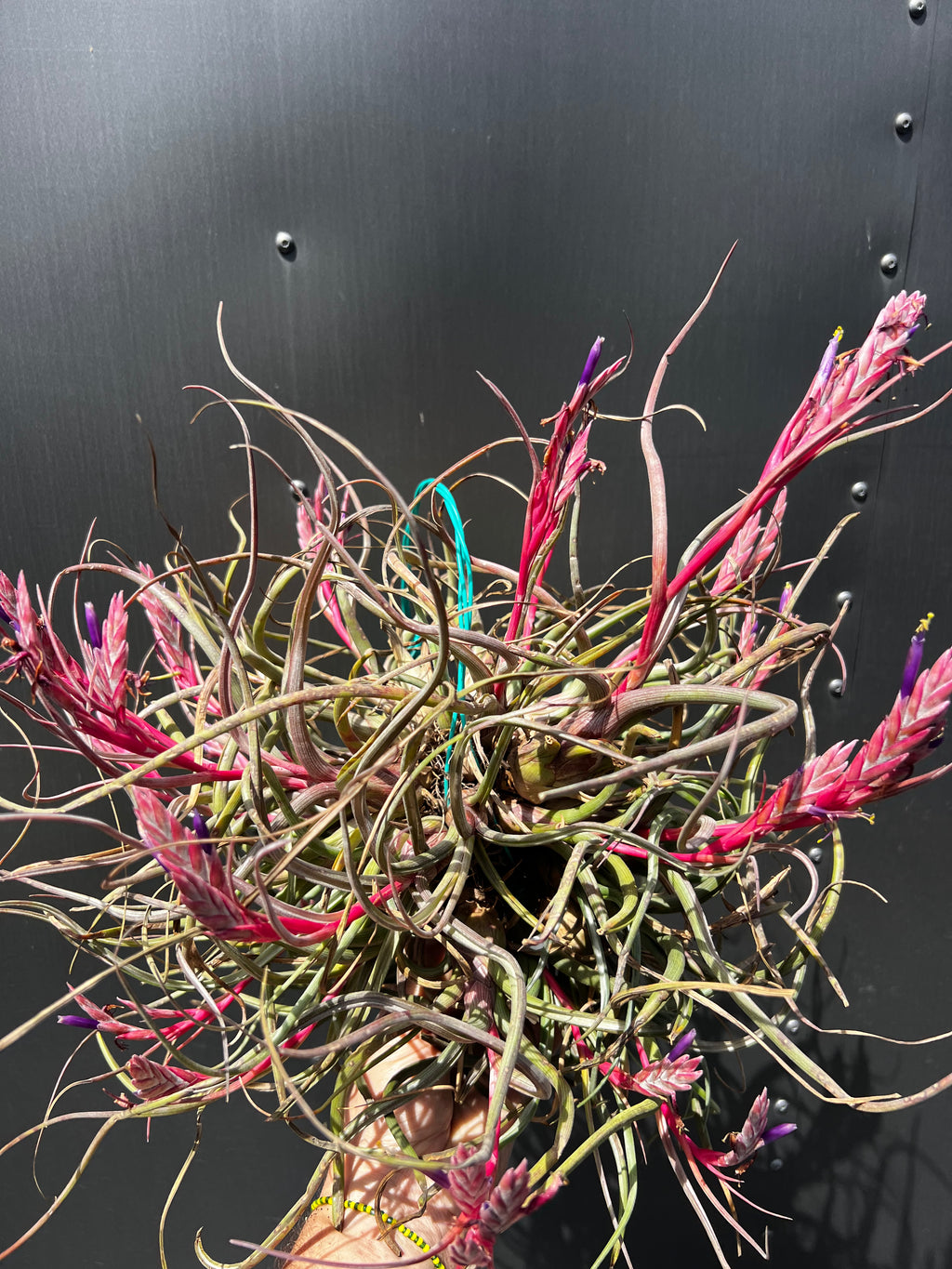 Tillandsia Pseudobaileyi "Pink Form"