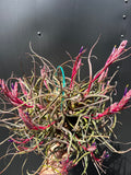 Tillandsia Pseudobaileyi "Pink Form"