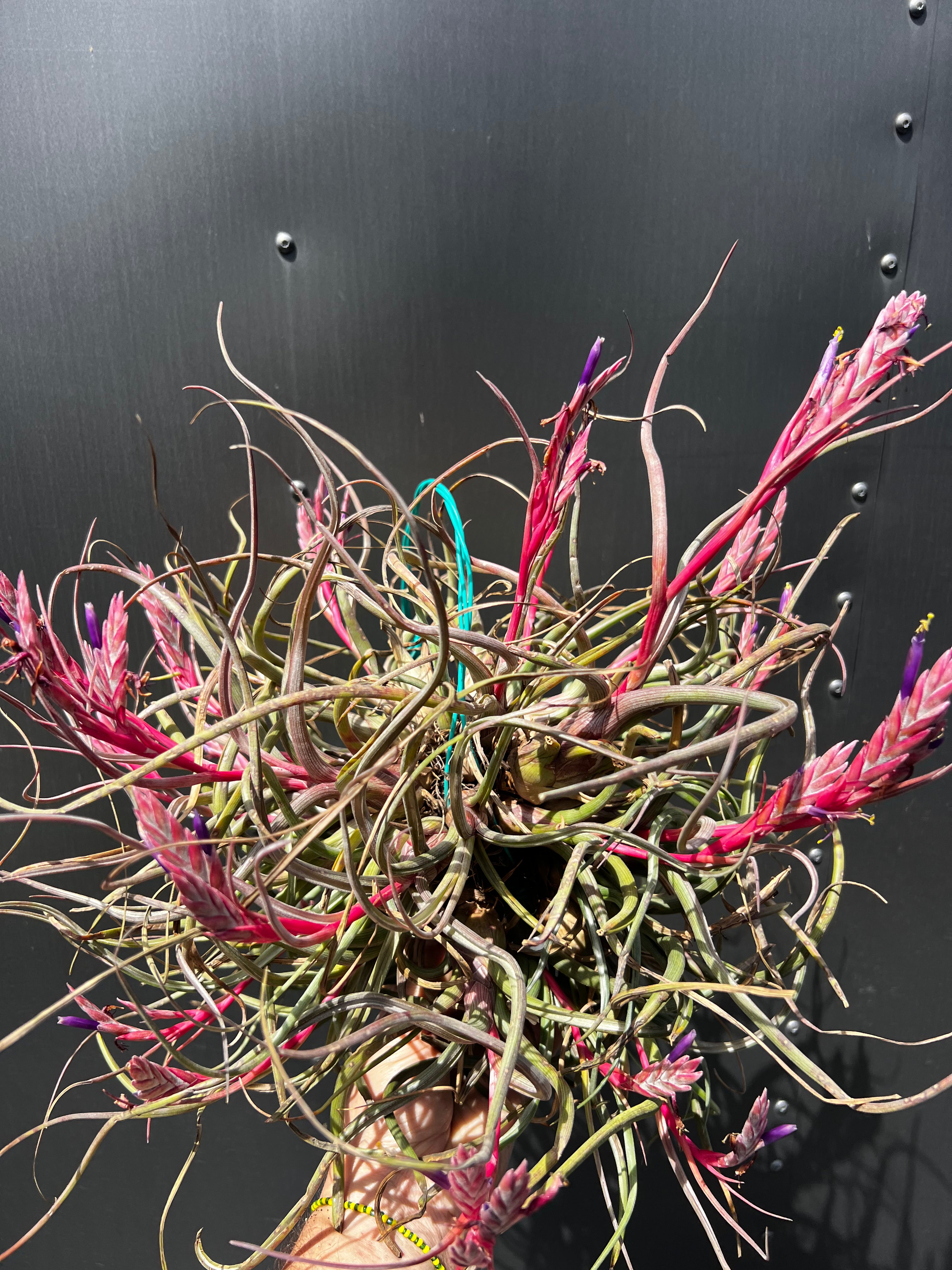 Tillandsia Pseudobaileyi "Pink Form"