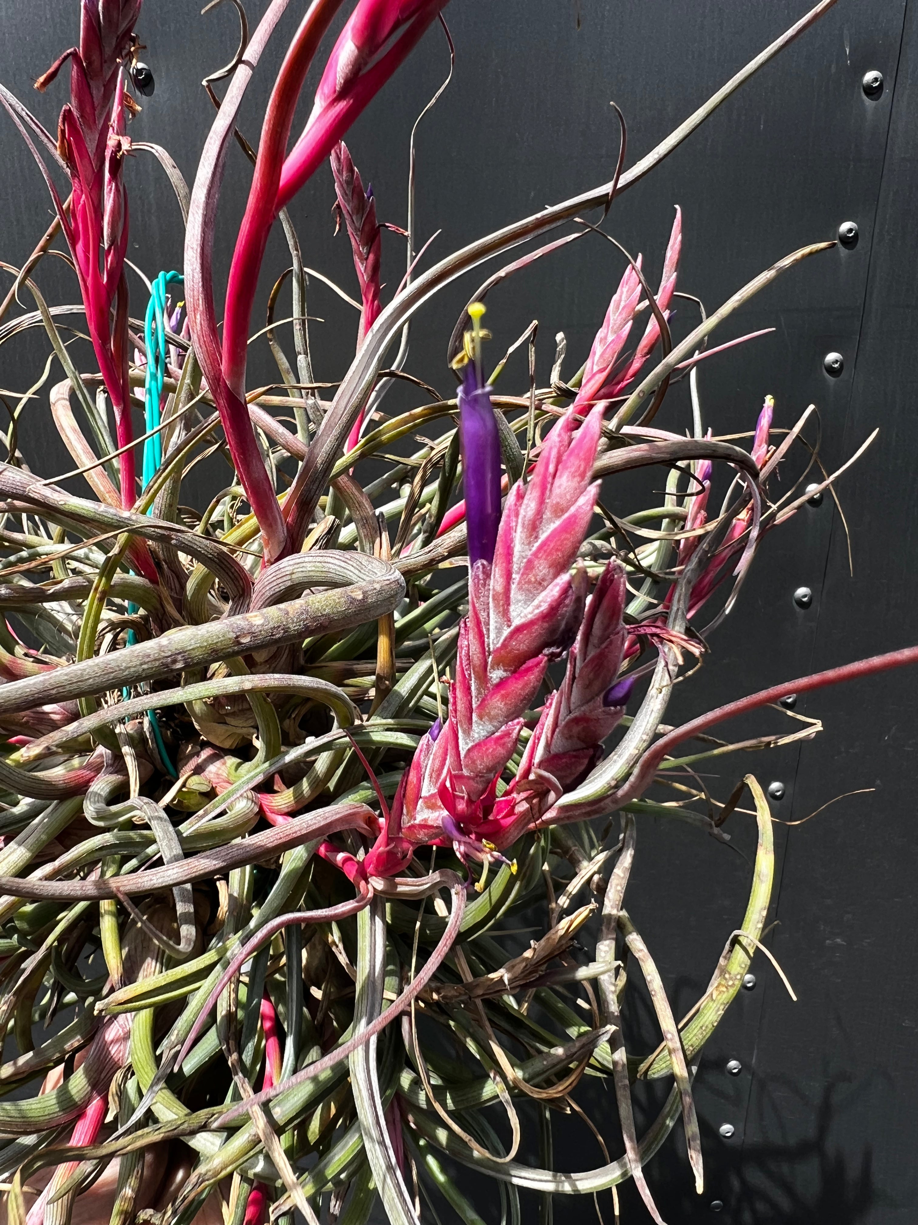 Tillandsia Pseudobaileyi "Pink Form"