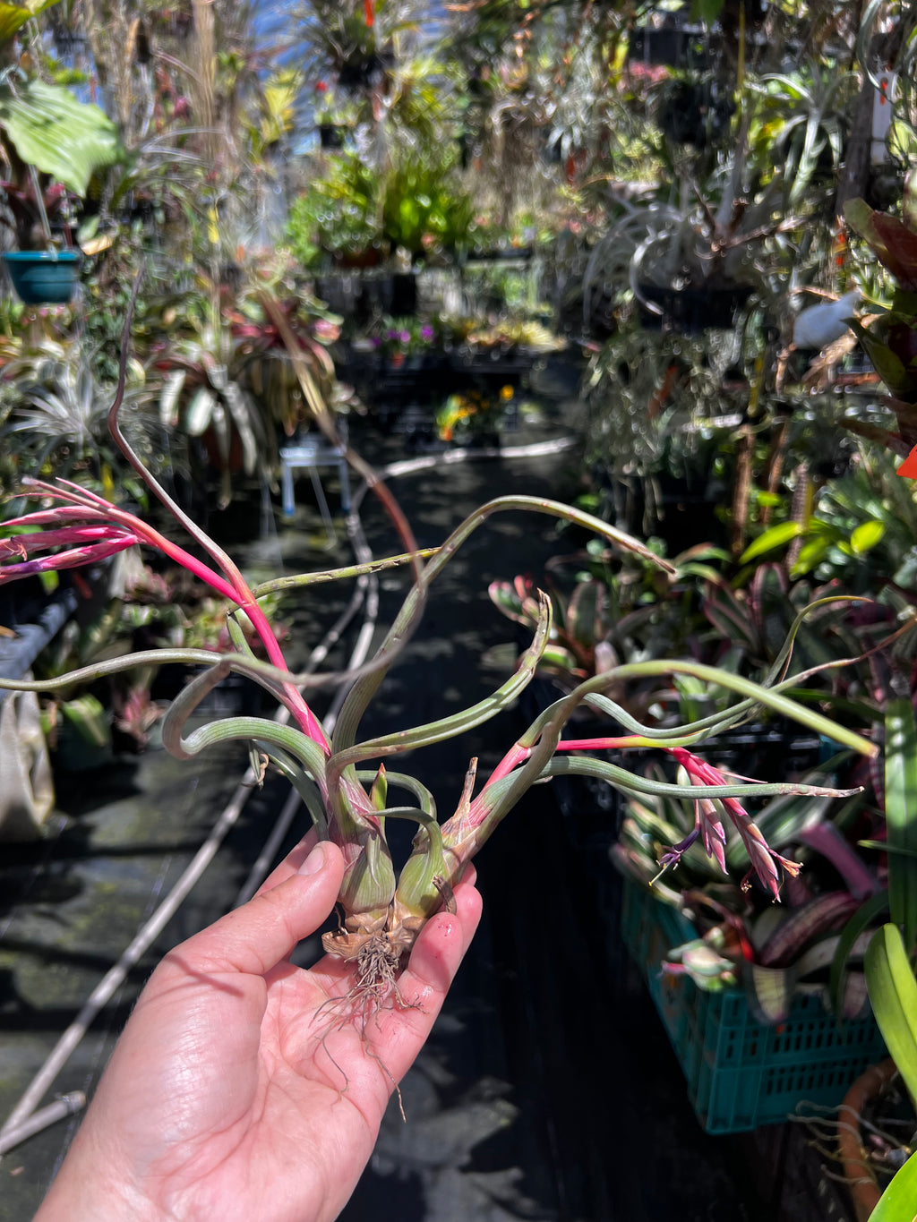 Tillandsia Pseudobaileyi "Pink Form"