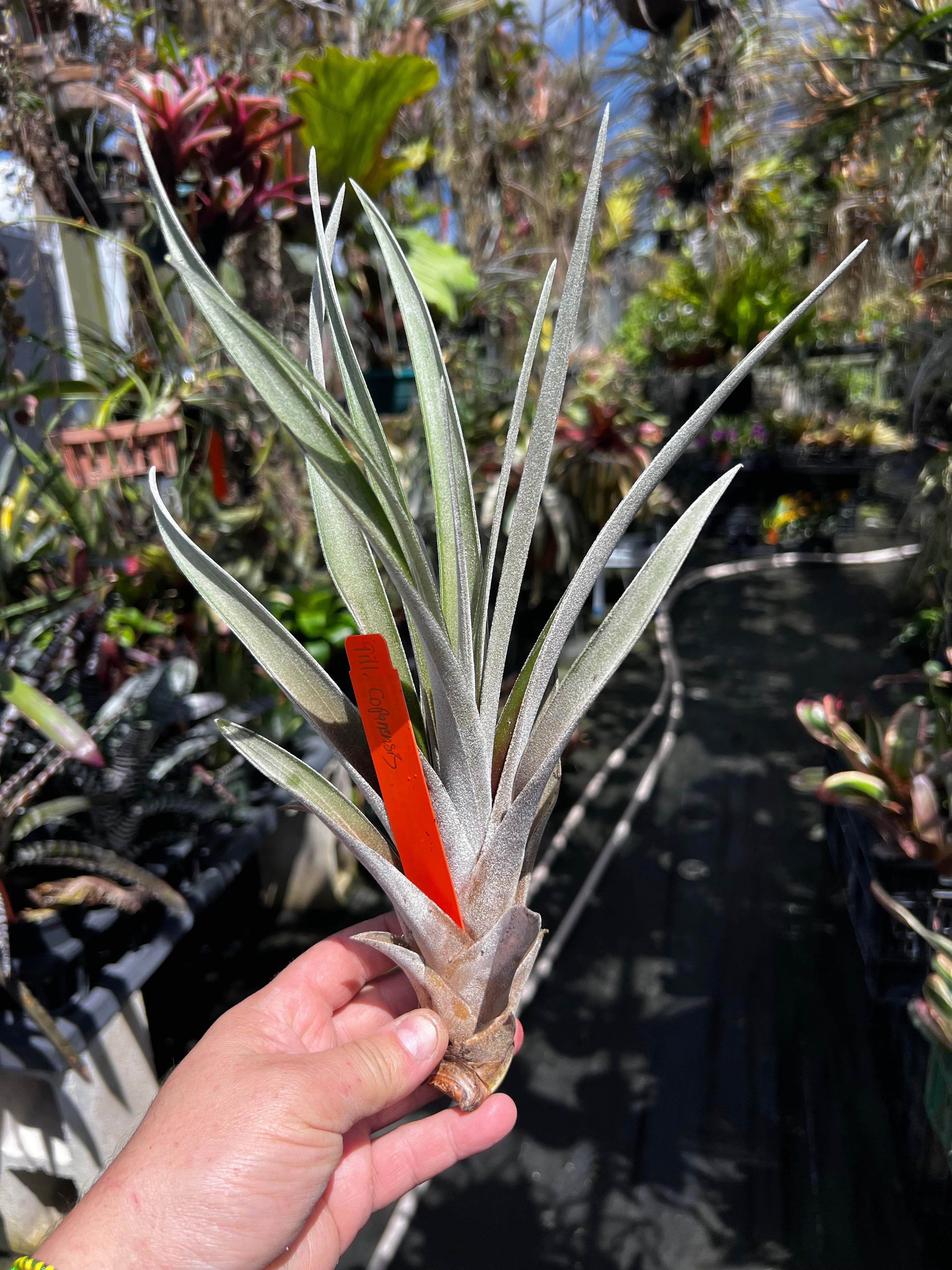 Tillandsia Copanensis