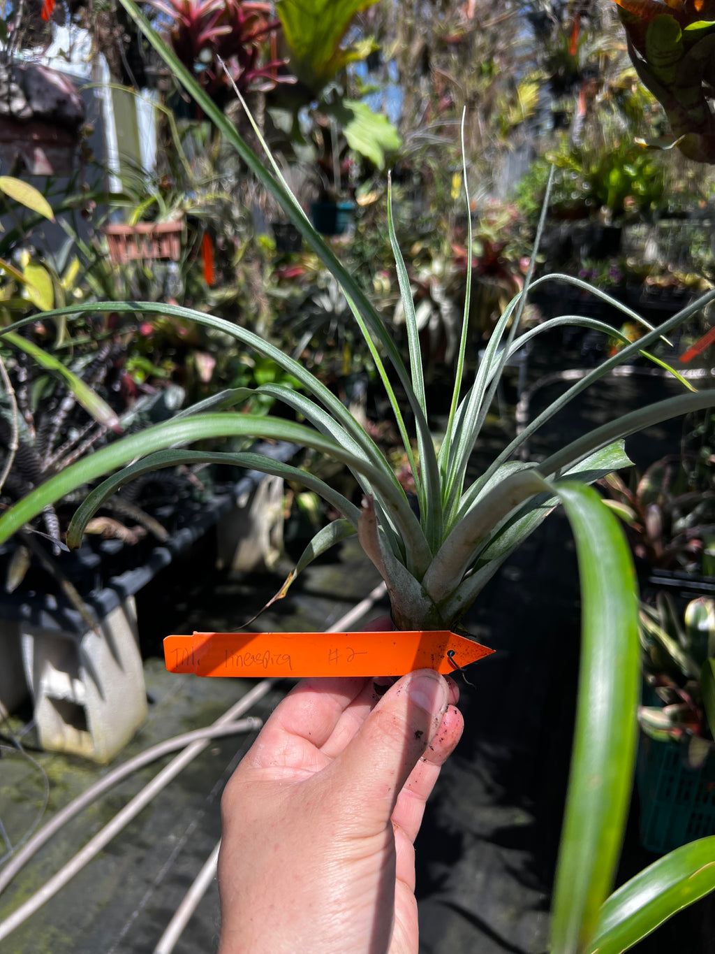 Tillandsia Lineaspica Clone #2