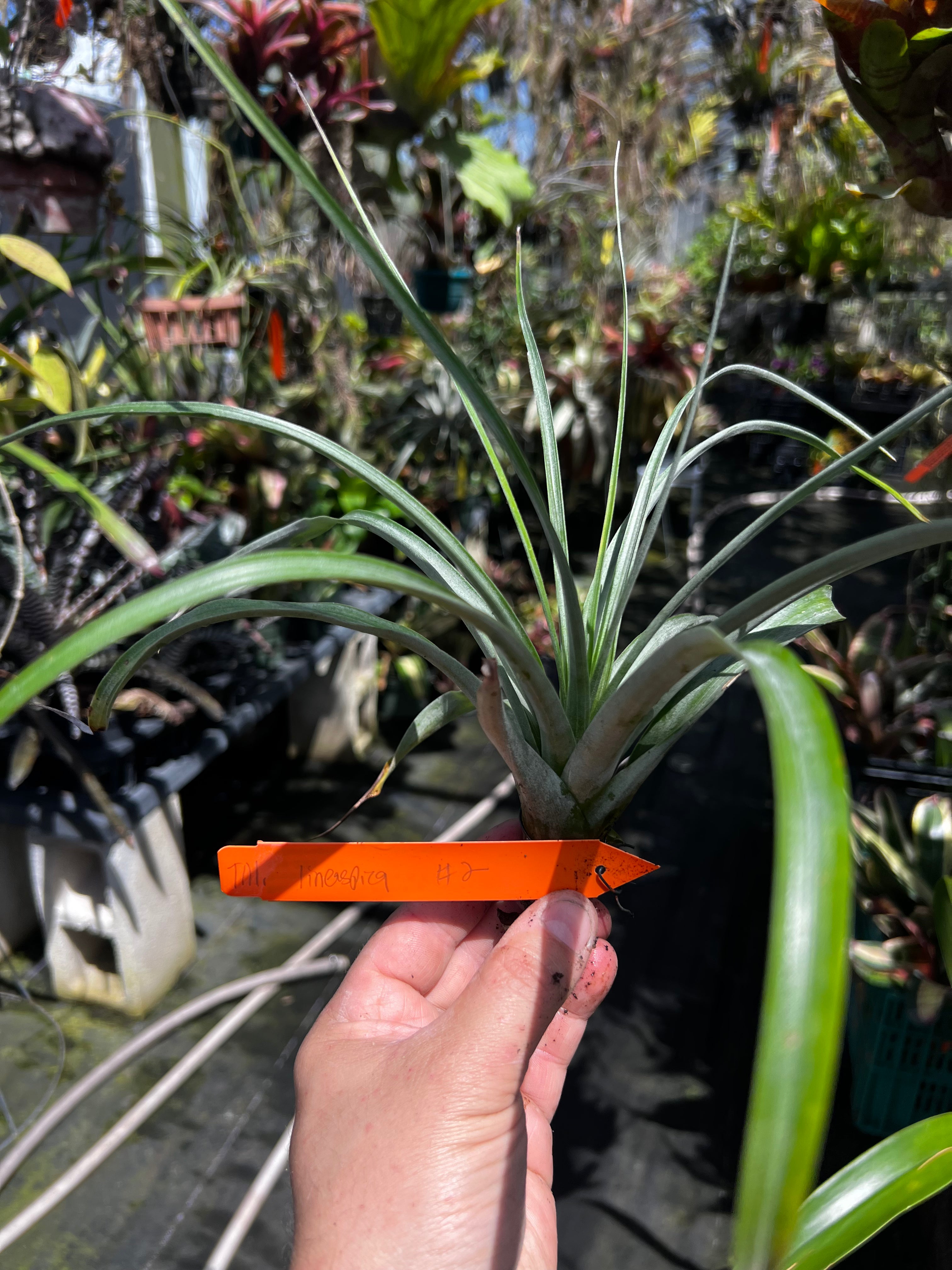 Tillandsia Lineaspica Clone #2