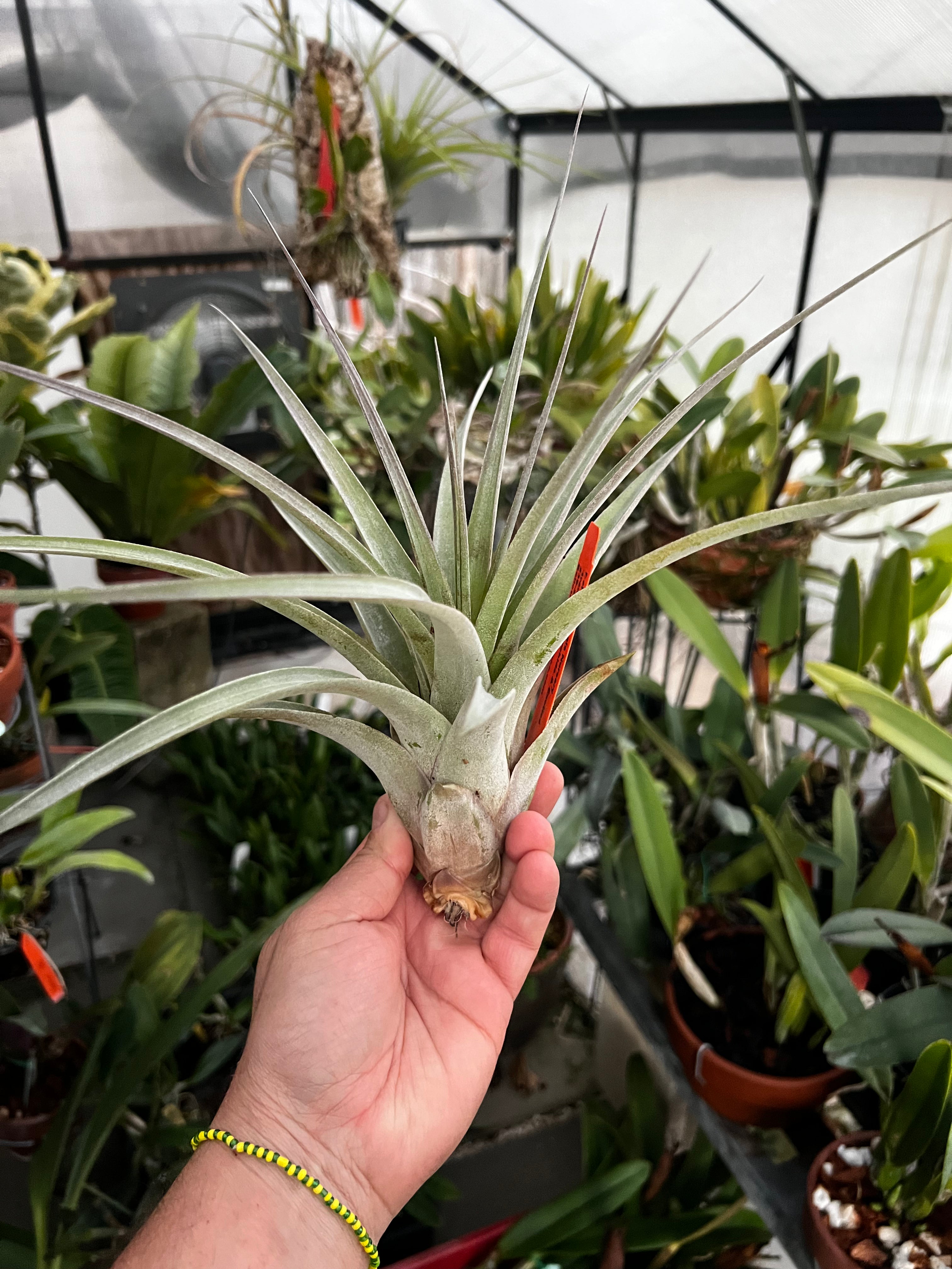 Tillandsia Owls Nest