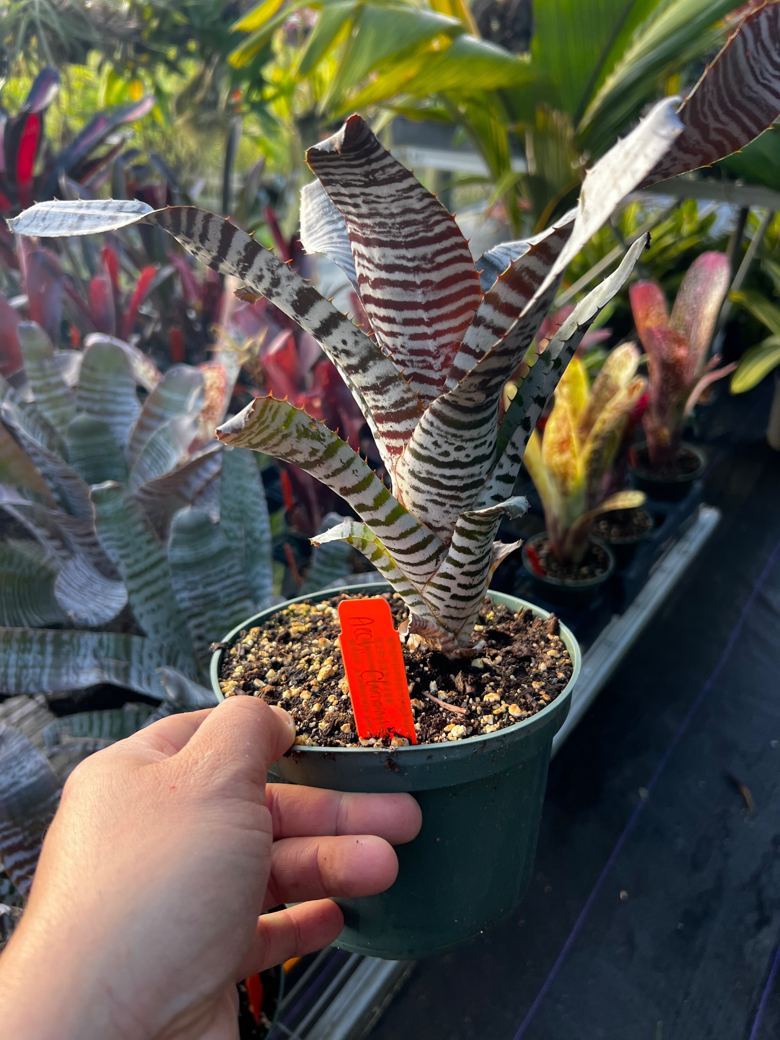 Aechmea Chantinii “De Leon”