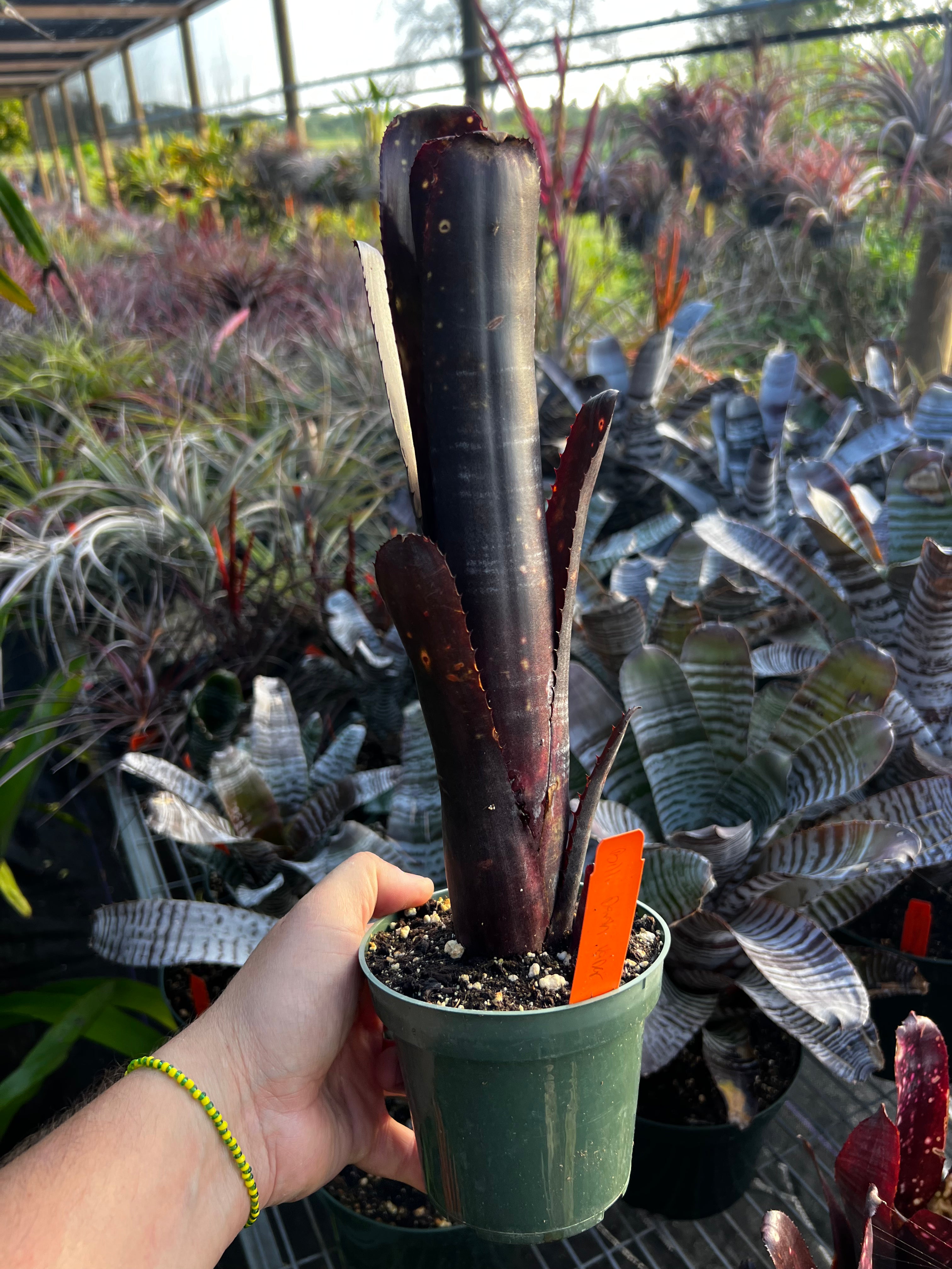 Billbergia Darth Vader