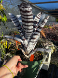 Aechmea Chantinii A-1