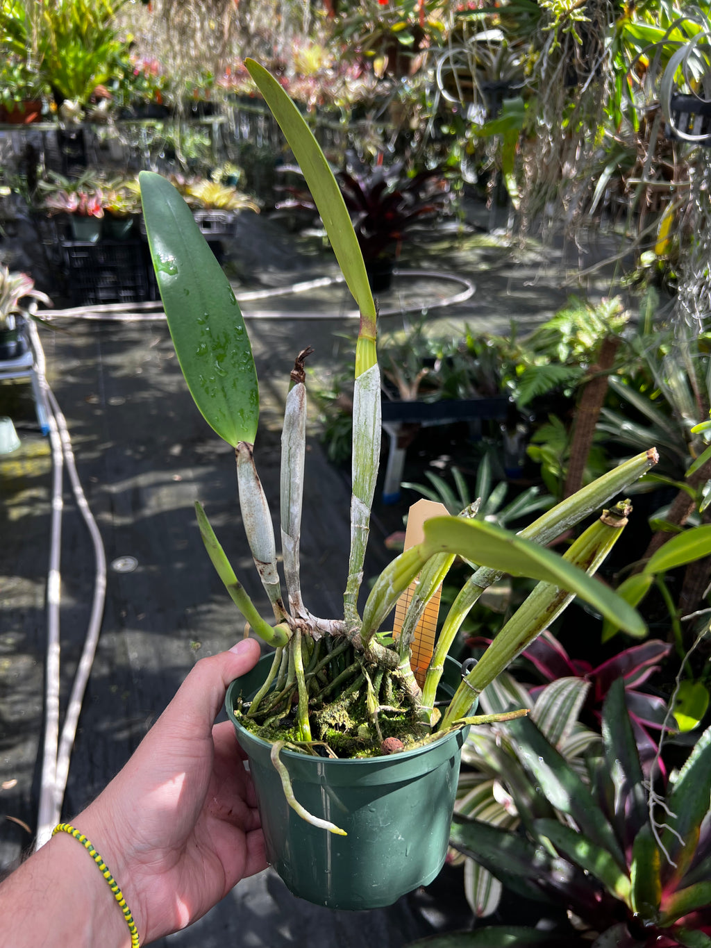 Cattleya Peregrine (Lueddemanniana x Percivaliana) RARE !!