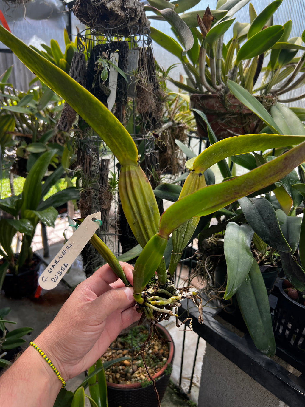 Cattleya Warneri Rubra