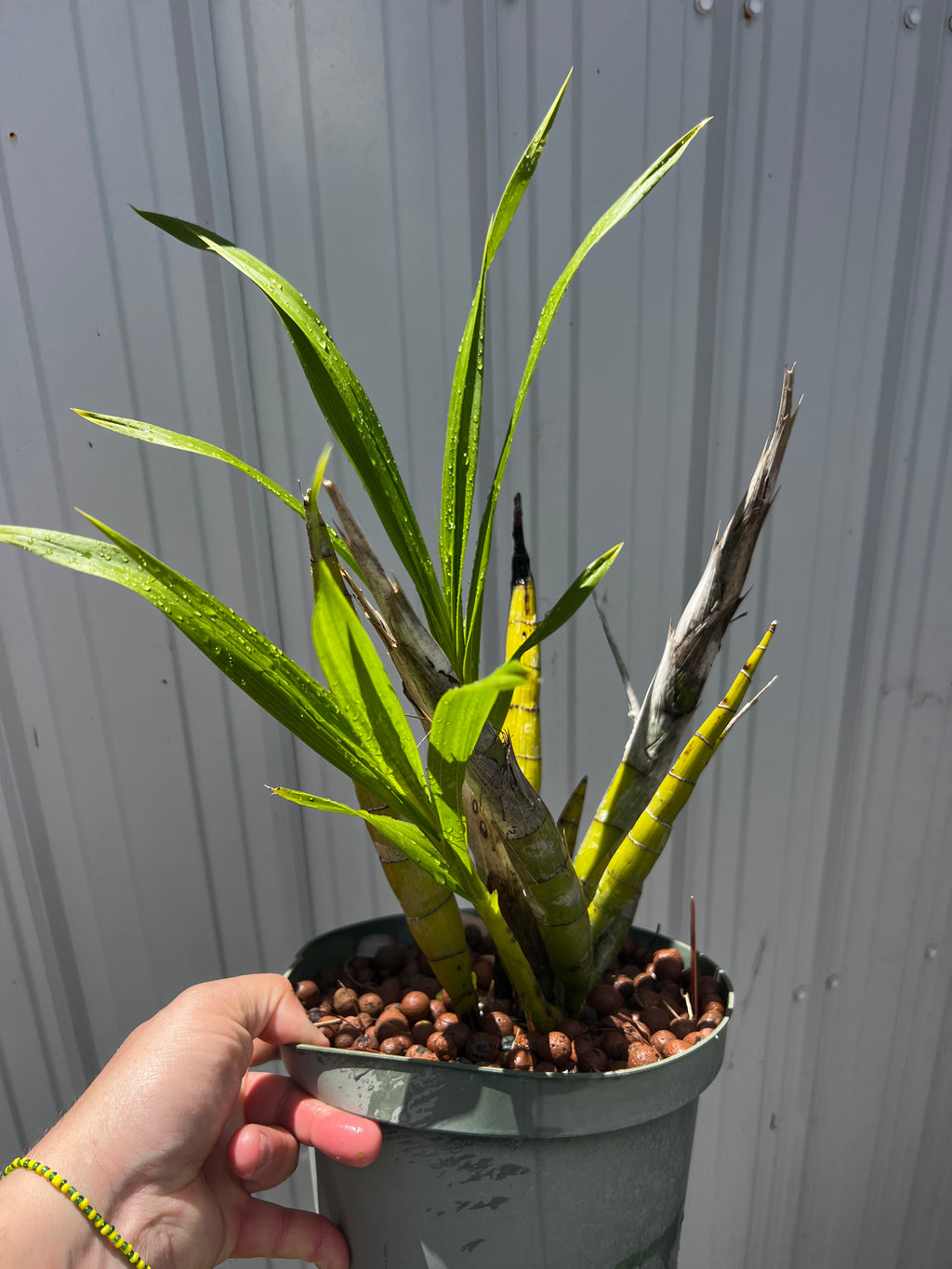 Cyrtopodium Punctatum “RARE FLORIDA NATIVE”